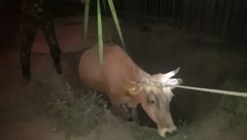 Спасатели вытащили упавшую корову из канализационного люка