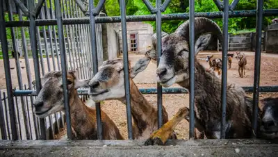 lotsia.com.ua, фото - Новости Zakon.kz от 12.04.2020 10:20