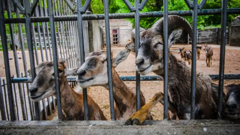 Директор зоопарка сыграл животным на синтезаторе во время карантина