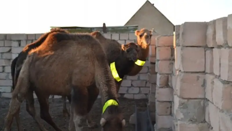 Сократить наезды на верблюдов хотят с помощью светоотражающих ошейников