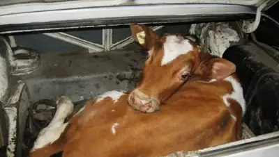 Новости Узбекистана, фото - Новости Zakon.kz от 10.12.2018 08:49