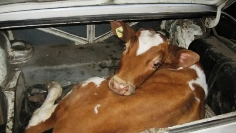 Более 20 краж скота раскрыли акмолинские полицейские за три дня