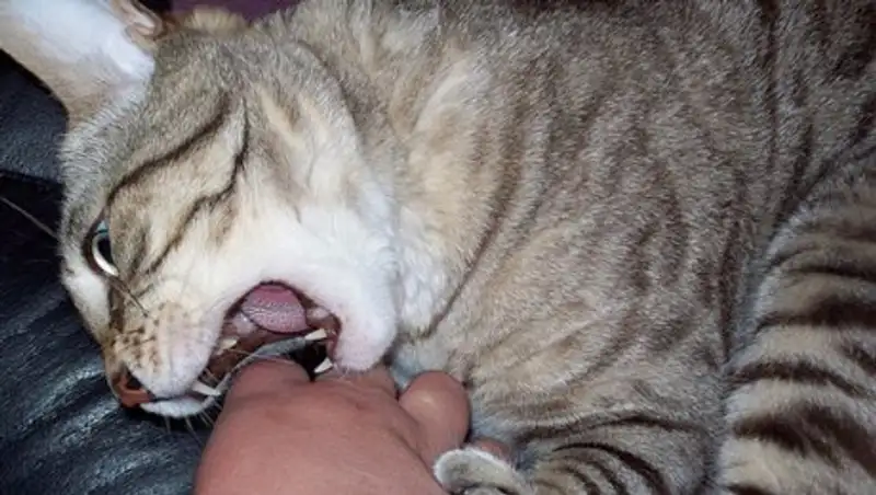 Актюбинец заразился бешенством после укуса кошки