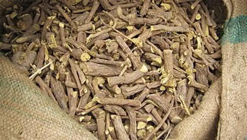 В Алматинской области разразился настоящий скандал вокруг собирателей корня солодки 