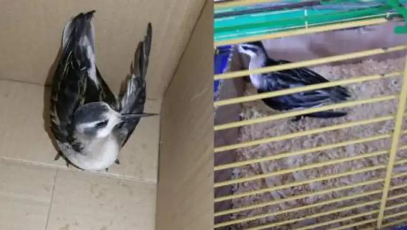 Болотную птичку с поврежденным крылом спасли в Павлодаре