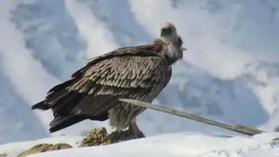 В Алматинской области обнаружили редкую хищную птицу