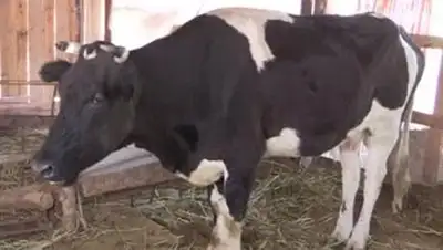 Zakon.kz, фото - Новости Zakon.kz от 27.07.2014 20:07