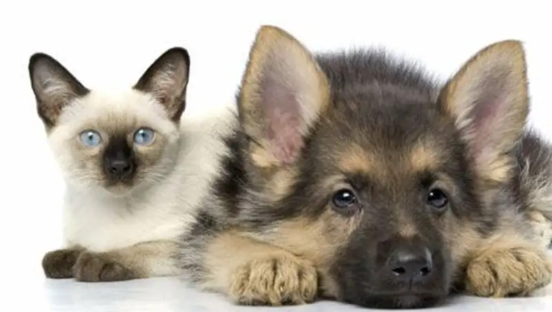 В Усть-Каменогорске утвердили правила содержания собак и кошек