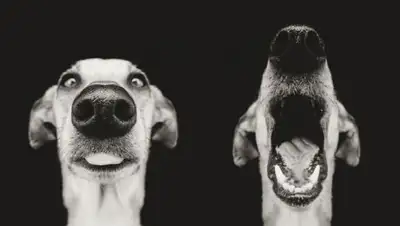 Boredpanda.com, фото - Новости Zakon.kz от 04.02.2018 15:28