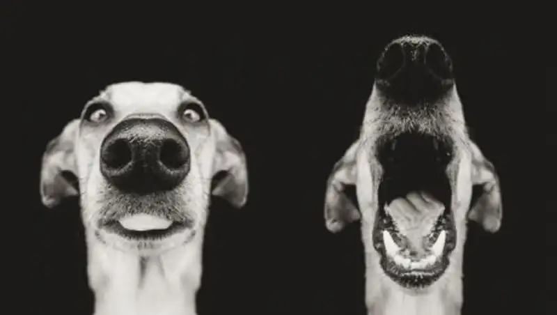 Самые экспрессивные собаки на свете авторства Эльке Вогельсланг