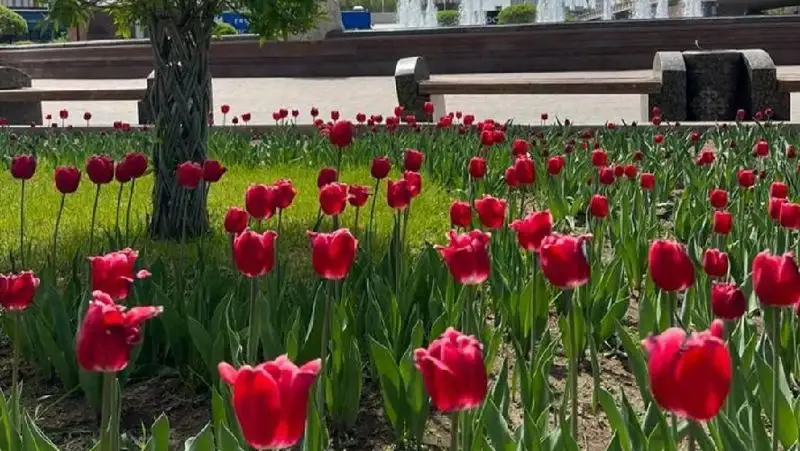  тюльпаны в Нур-Султане, фото - Новости Zakon.kz от 11.05.2022 14:53