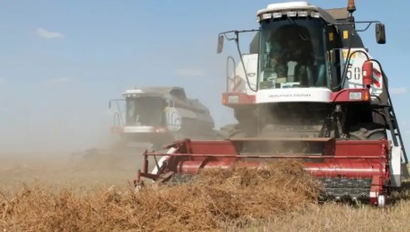 В Павлодарской области полным ходом идет уборка чечевицы