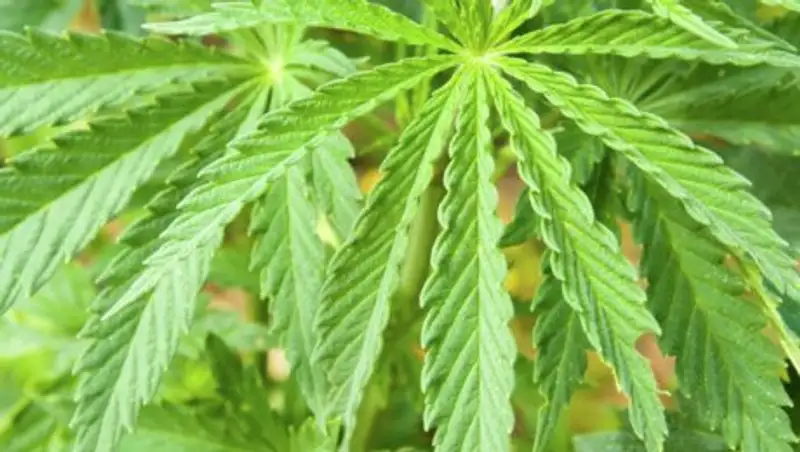 БҚО-да шекарашылар 1 га қарасора егілген алқапты анықтады