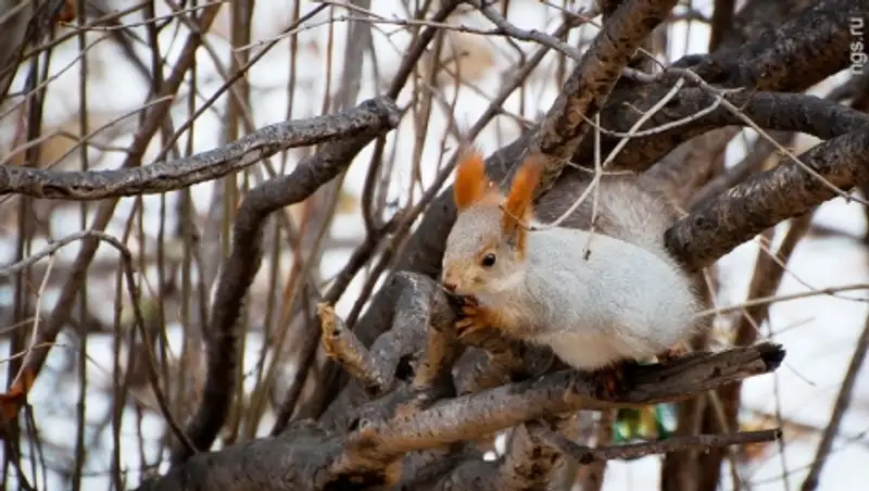 Зима в Казахстане начинается с тёплой погоды