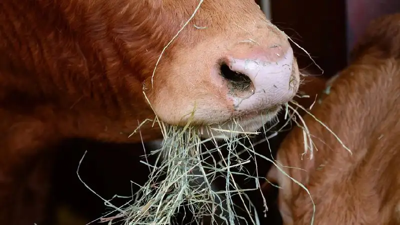 Мангистауские фермеры потребовали снизить цену на корм для скота