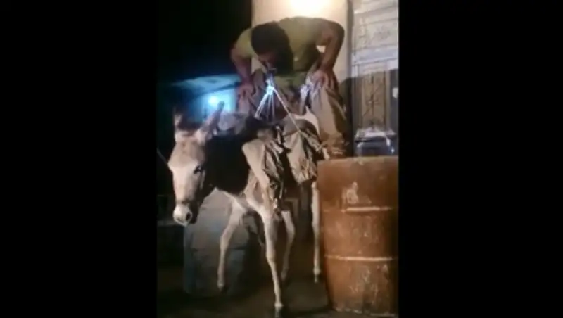 Мужчина, поднявший осла собственными зубами, стал звездой YouTube