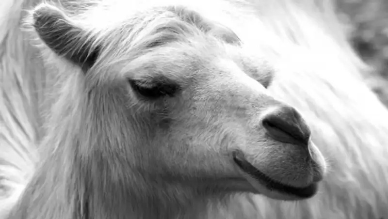 Верблюд из Кызылординской области предсказал итоги президентских выборов в США