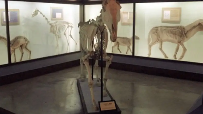 В Вене нашли скелет "военного верблюда" XVII века