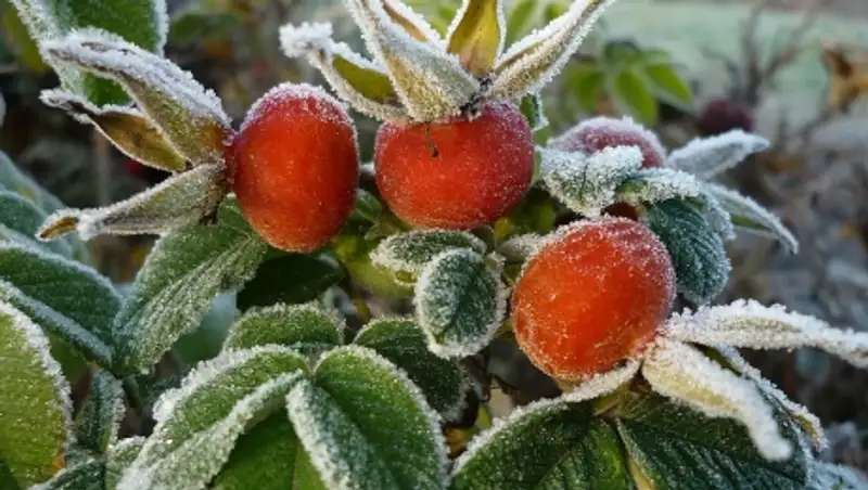 В ряде областей Казахстана ожидаются первые заморозки