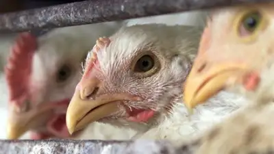 Zakon.kz, фото - Новости Zakon.kz от 30.12.2014 17:05