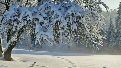 снег, зима , фото - Новости Zakon.kz от 14.01.2022 12:12