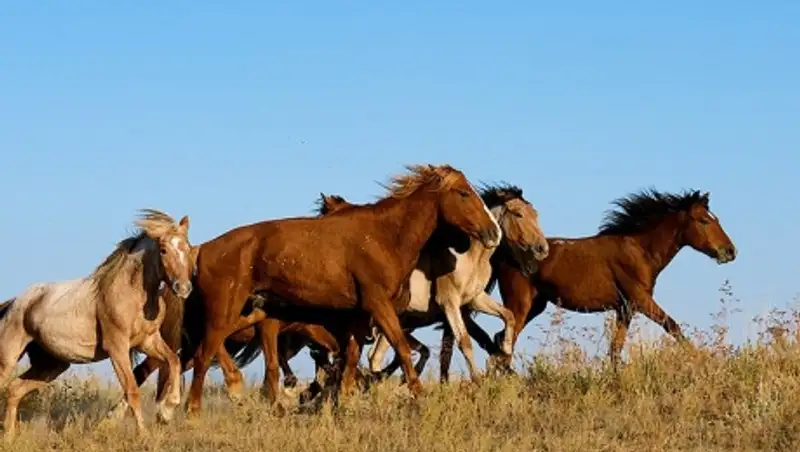 В Казахстане лошади будут маркироваться gps-чипами