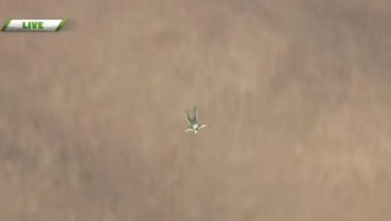 В сети появилось видео прыжка экстремала без парашюта