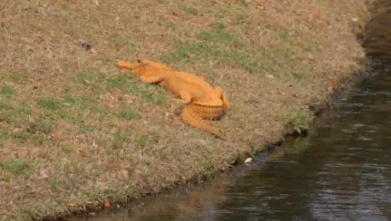 Ярко-оранжевого аллигатора нашли в США