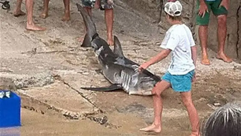 Австралийца оштрафовали за убийство акулы-людоеда