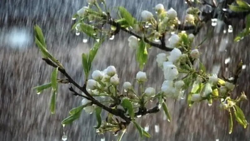 На большей части Казахстана в четверг ожидается дождь