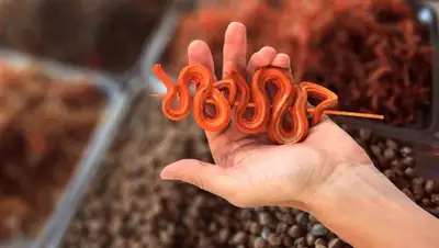 Shutterstock, фото - Новости Zakon.kz от 23.01.2020 19:30