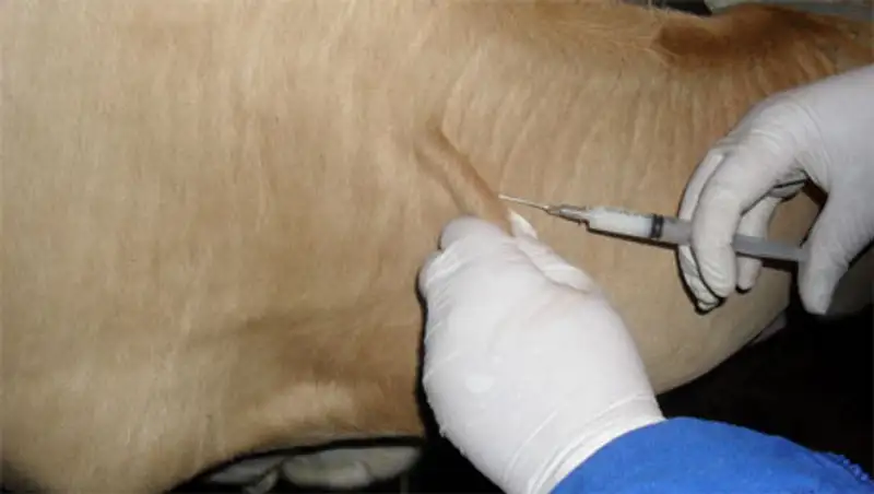 В ВКО завершается вакцинация домашних животных против ящура