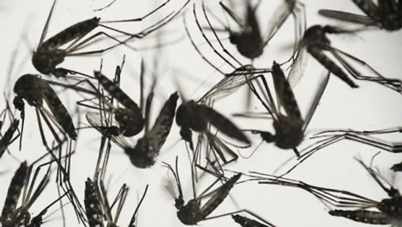 Королевство Тонга объявило о вспышке вируса Зика