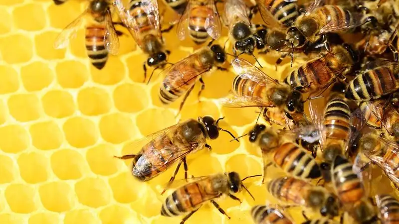 В Туркестанской области гибнут пчелы