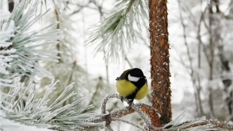 16 декабря на большей части территории Казахстана ожидается неустойчивый характер погоды