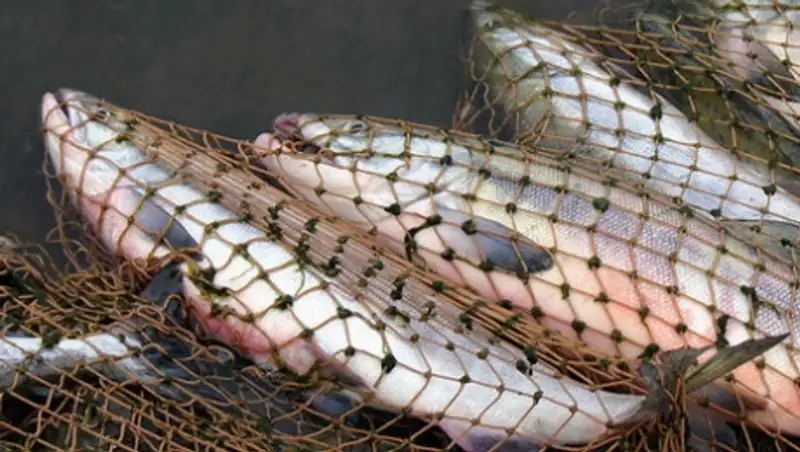 Около сотни ценных рыб изъято у браконьеров