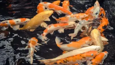 Zakon.kz, фото - Новости Zakon.kz от 20.02.2017 18:53