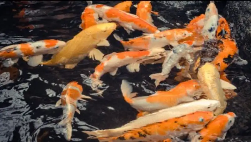 В Таиланде россиянке грозит тюремное заключение за кормление рыбок в море