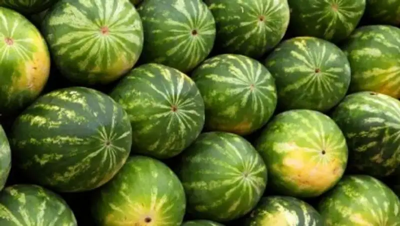 В Астане уничтожили 150 кг арбузов, зараженных дынной мухой