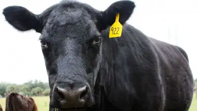 krasotinskoe.ru, фото - Новости Zakon.kz от 08.05.2019 22:06