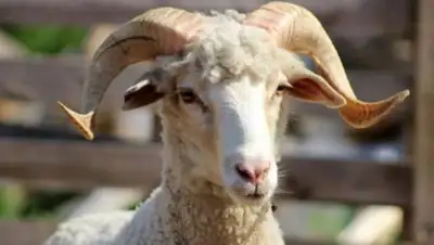 Zakon.kz, фото - Новости Zakon.kz от 12.09.2016 12:50