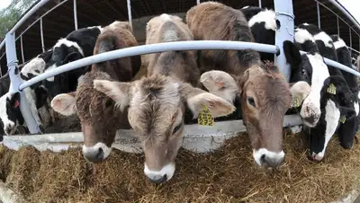 коровы , фото - Новости Zakon.kz от 31.03.2022 17:13