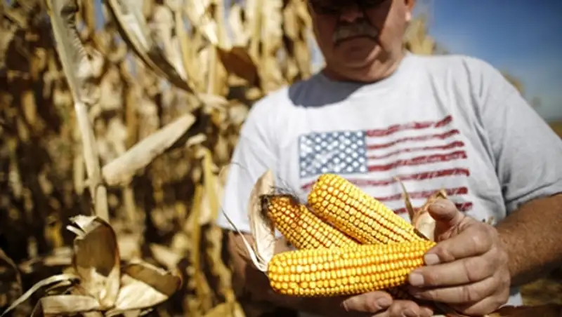 Россия запретила ввоз кукурузы и сои из США 