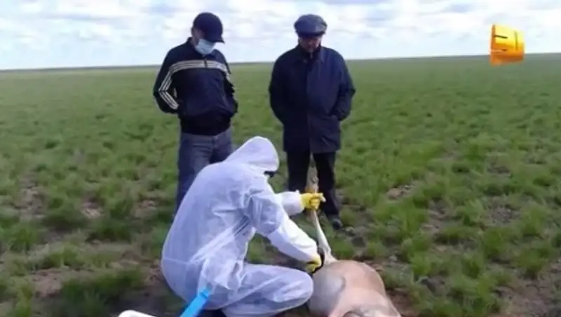 Массовый мор сайгаков приобретает небывалые масштабы