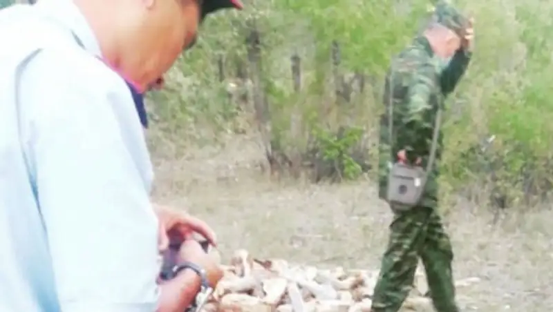 За срубленные деревья в Павлодарской области браконьеры заплатят восемь тысяч тенге