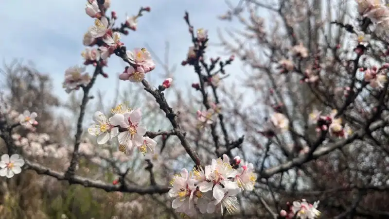 Синоптики рассказали, какая погода ожидает казахстанцев 12 апреля