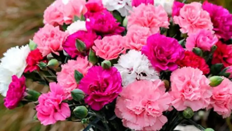 В Актау пьяный романтик подарил украденные гвоздики девушкам