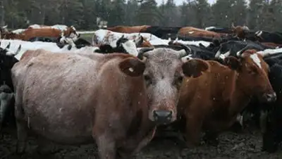 Zakon.kz, фото - Новости Zakon.kz от 06.11.2014 18:38