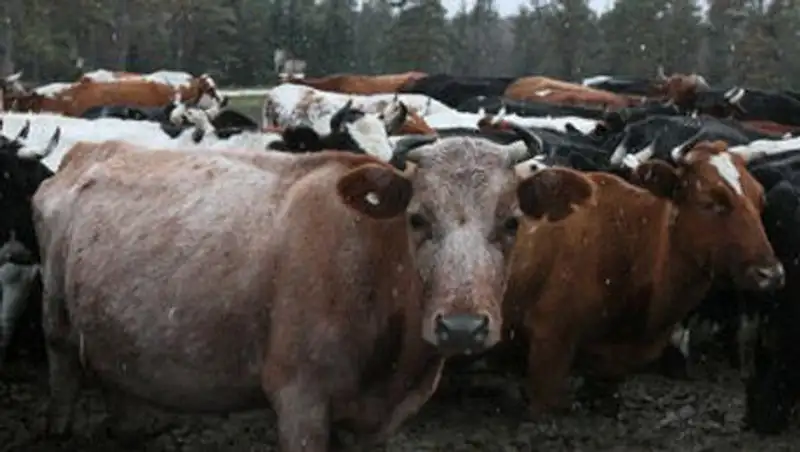 Статус Казахстана по ящуру будет озвучен в мае 2015г - МСХ