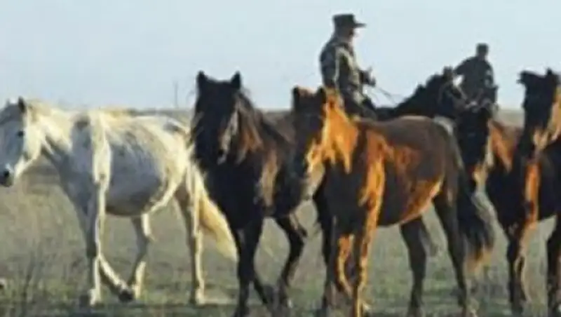 В ЮКО задержаны скотокрады